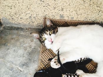 High angle portrait of cat sitting