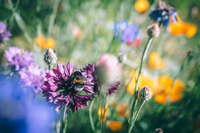 Close-up of insect on purple flowering plant