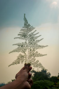 Low section of person holding plant against sky