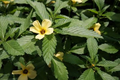 Close-up of yellow flower