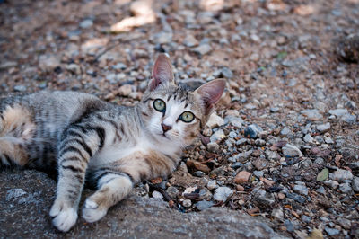 Portrait of cat lying on ground