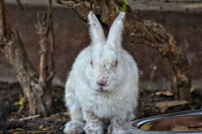 Portrait of rabbit