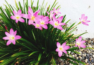 Close-up of pink flowers blooming outdoors