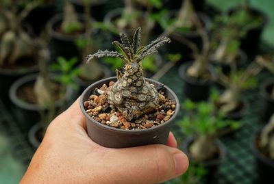 Close-up of hand holding plant