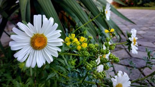 Close-up of white flowering plant