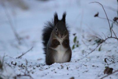 Close-up of squirrel in snow