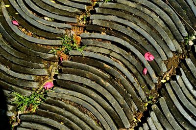 High angle view of plants