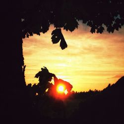 Silhouette of trees at sunset