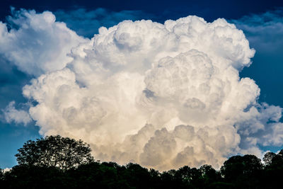 Low angle view of trees against cloudy sky