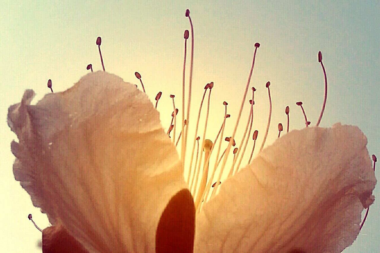 CLOSE-UP OF FLOWER