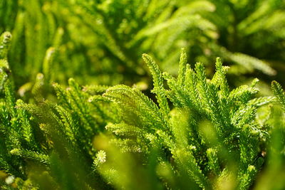 Close-up of fresh green plant