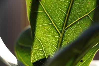 Close-up of green leaf