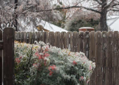 Squirrel on fence during winter