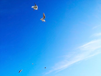 Low angle view of seagulls flying in sky