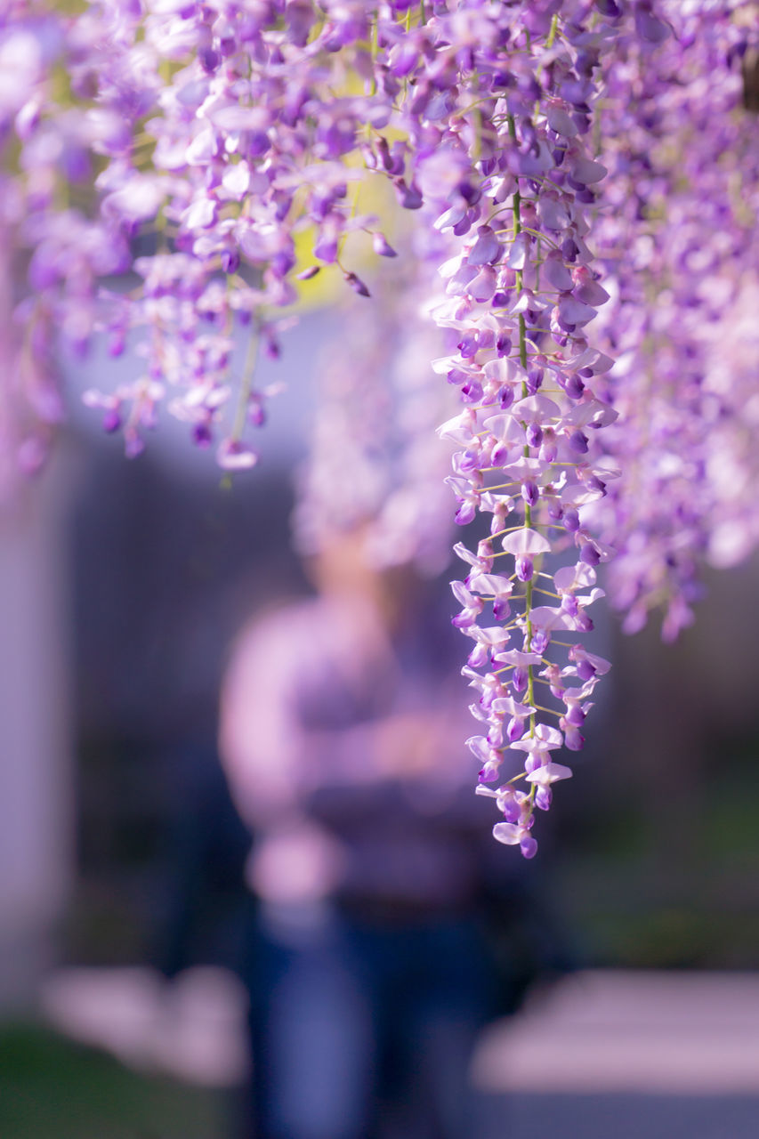 flower, purple, growth, freshness, selective focus, focus on foreground, fragility, pink color, petal, beauty in nature, blooming, nature, in bloom, tree, plant, outdoors, park - man made space, blossom, day, close-up