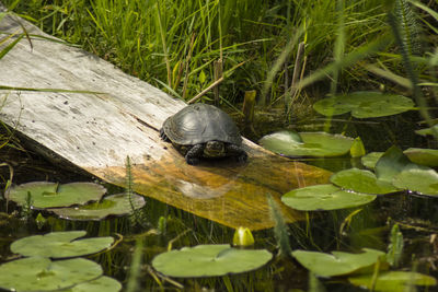 High angle view of turtle on wood in lake