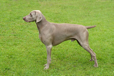 Side view of dog standing on field