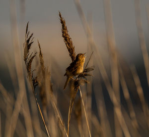Close-up of stalks against the sky