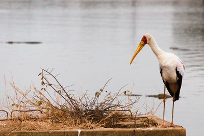 Bird perching on lakeshore