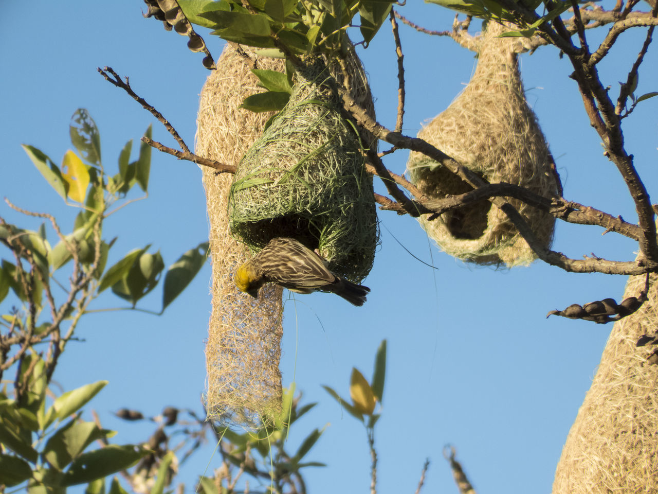 Baya weaver