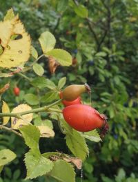 Close-up of fruits on tree