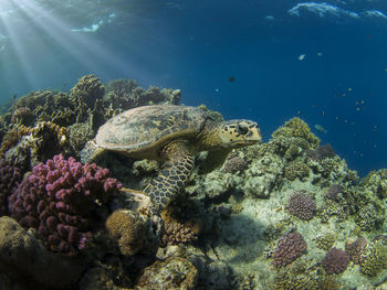 Hawksbill turtle on the coral reef