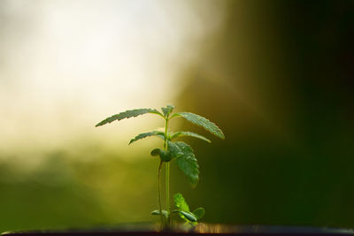 Close-up of dew on plant