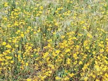 Yellow flowers growing in field