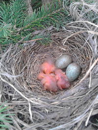 High angle view of bird in nest