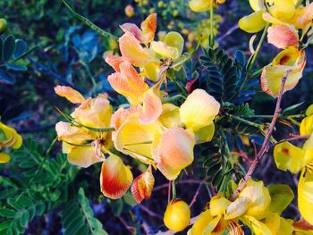 Close-up of yellow flowers blooming outdoors