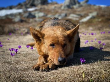 Portrait of german shepherd dog in the mountains sitting near blooming crocuses