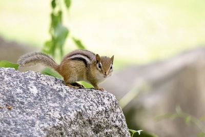 Close-up of squirrel on rock