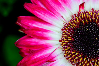 Close-up of pink flower