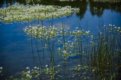 Close-up of flowering plants by lake