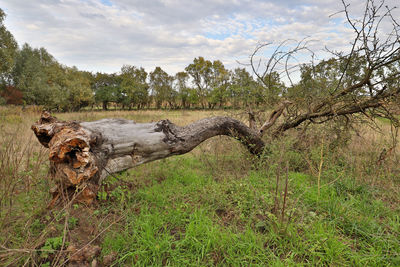 View of driftwood on field in forest
