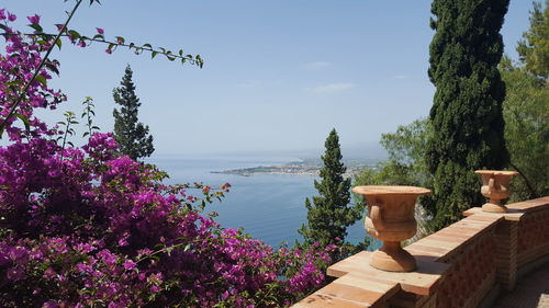 Purple flowering plants by sea against sky