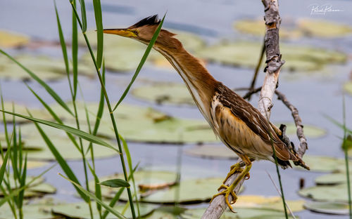 Close-up of bird perching on plant