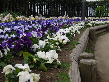 Close-up of purple flowering plants in yard