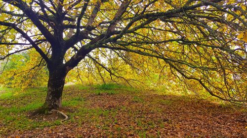 Trees in forest during autumn
