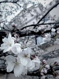 Close-up of white flowers blooming