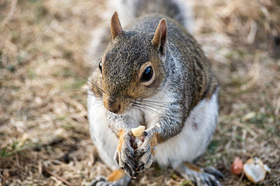 Close-up of squirrel