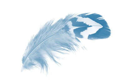 Close-up of feather against white background