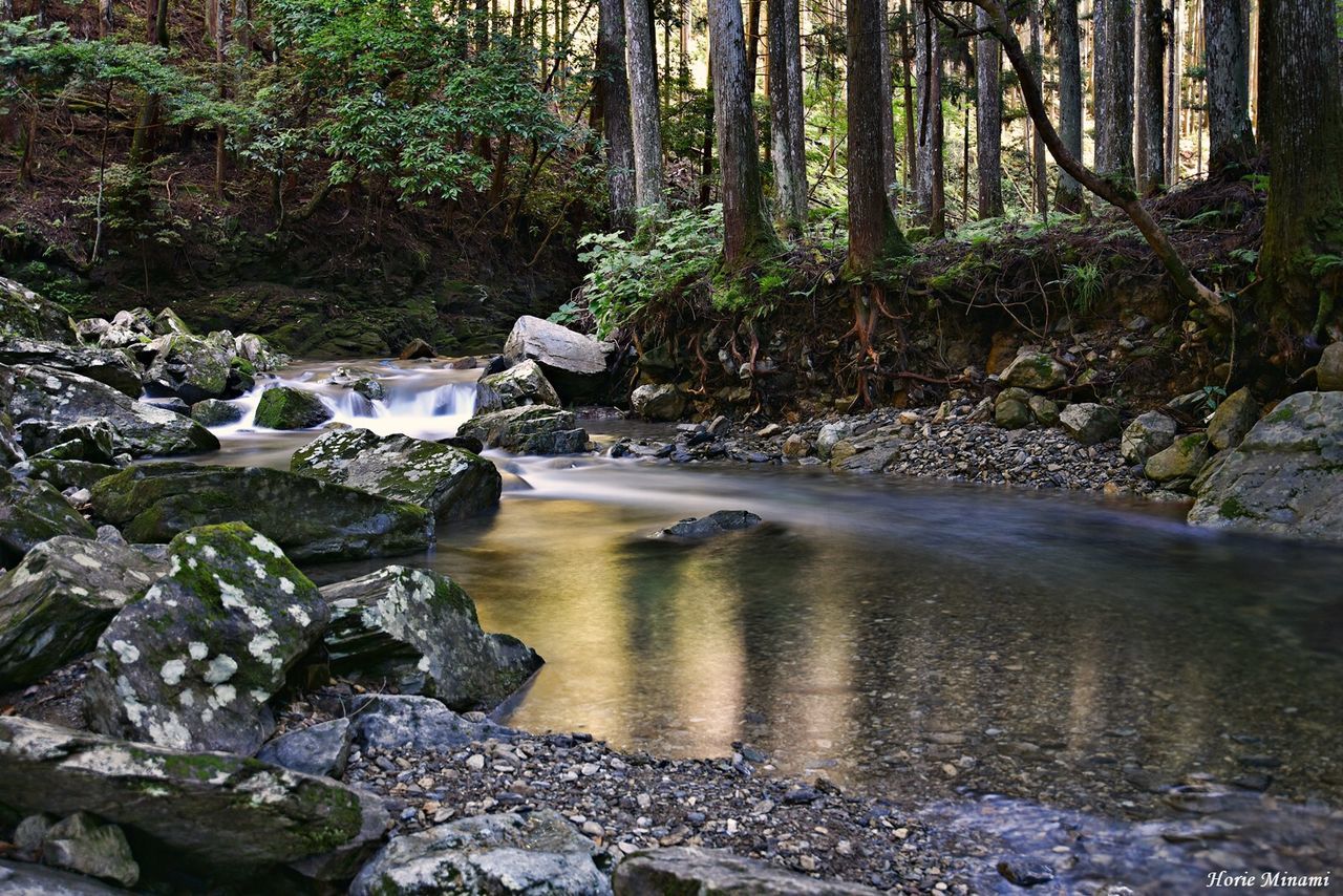 water, tree, plant, forest, nature, rock, solid, no people, rock - object, beauty in nature, land, tranquility, scenics - nature, day, flowing water, growth, motion, lake, outdoors, stream - flowing water, flowing, woodland