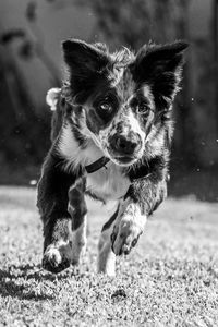 Portrait of dog running on land