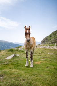 Mountain baby horse