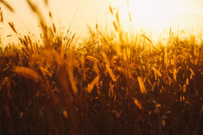 Close-up of wheat field