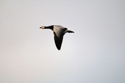 Close-up. barnacle goose in flight 