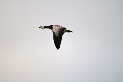 Low angle view of bird flying against clear sky