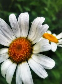 Close-up of white flowering plant