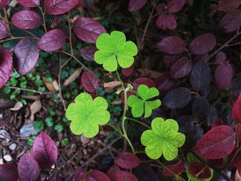 Close-up of leaves